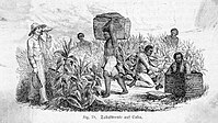 Esclaves dans une plantation de tabac à Cuba, illustration de 1867.