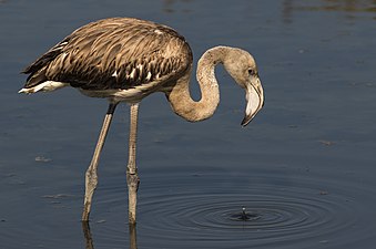 Juvenile at Ghadira Nature Reserve, Malta