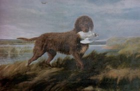 "Water Spaniel"