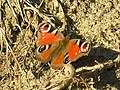 Bolboreta pavo real (Inachis io) (Linneo, 1758). Xirimbao, Teo, Galiza.