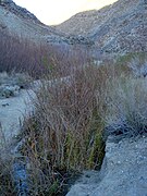 The growing creek begins to host reeds and other riparian vegetation.