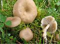 !!Clitocybe fragrans!!