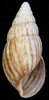 apertural view