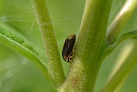 Acutalis tartarea