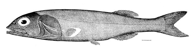 Alepocephalus agassizii