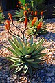 Aloe Ferox a Windhoek in Namibia