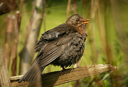 Common blackbird, female, by Dschwen