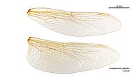 Female wings