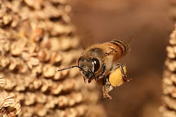 Pollen basket