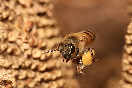 Western honey bee, by Muhammad Mahdi Karim