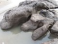 Submerged forest remains, details, March 2008