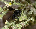 Large, black bee of the genus Andrena foraging on Thymelaea hirsuta, Negev, Israel.