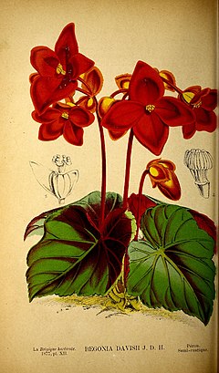 Description de l'image Begonia davisii1.jpg.