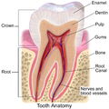 How the roots of the teeth, gums, and alveolar bone are related