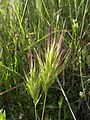 Bromus rubens