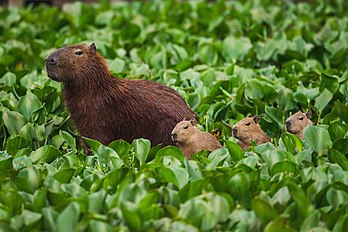 Capivara e filhotes (Hydrochoerus hydrochaeris) na área de proteção ambiental do rio Tietê no estado de São Paulo, Brasil (definição 5 952 × 3 972)