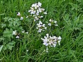 Cardamine des prés