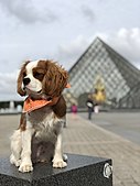 A Cavalier King Charles Spaniel at the Musée du Louvre in Paris, France (Credit: @caviemonty)