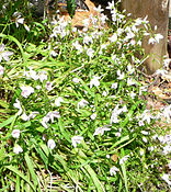 Claytonia virginica