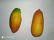 Mature fruit of ivy gourd