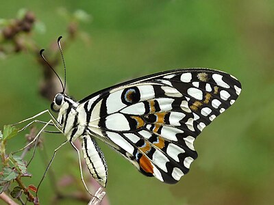 Papilio demoleus, side view, by Jkadavoor