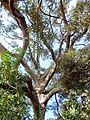 Cryptocarya obovata at the Royal Botanic Gardens, Sydney