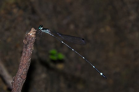 Protosticta rufostigma male