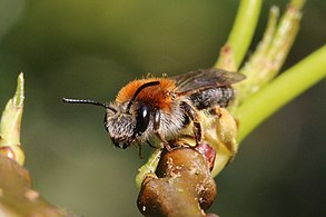 A. haemorrhoa, Early mining bee, Oxfordshire