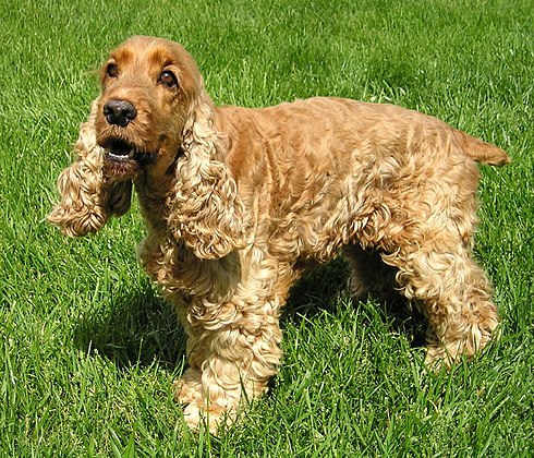 Cocker spaniel anglais