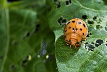 Vue d'une coccinelle mexicaine, Epilachna varivestis