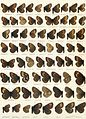 Third Macrolepidoptera of the World plate, of the 31 named taxa depicted, probably less than 10 are actual species.