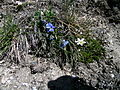 Eritrichium nanum au Gornergrat en Valais