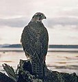 Gyrfalcon Falco rusticolus jagtfalk Falk