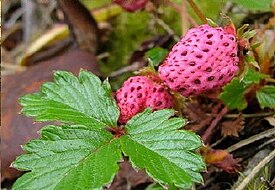 Плоды Fragaria daltoniana[англ.]