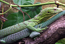 Varanus prasinus