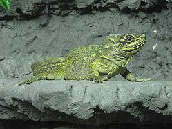 Männchen im Zoo Helsinki