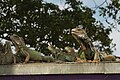 Iguanas in Aruba