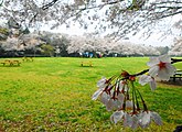 泉自然公園（日本桜名所百選）