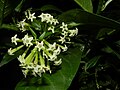 Cestrum nocturnum (Jazmín de Noche) in El Crucero, Managua, Nicaragua.