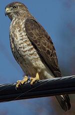 A hawk, brown with mottled breast and yellow feet, stands ready