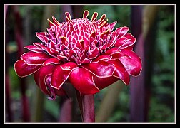 Un type de fleur de gingembre ouvert.