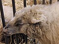 Mouton des Landes de Bretagne