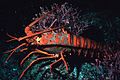 California spiny lobster, Panulirus interruptus