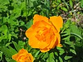 Miniatura para Trollius asiaticus