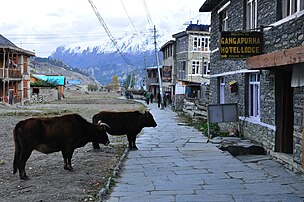 Main street of Manang with yaks