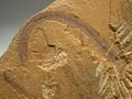 在澂江帽天山頁岩發掘出來的圓筒帽天山蟲（英语：Maotianshania）（Maotianshania cylindrica，一種線形蟲）的化石，屬於寒武紀早期中段的生物。