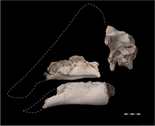 Fossile de Minqaria bata.