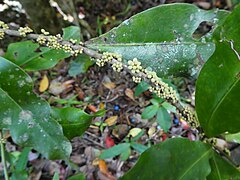 Flower buds