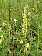 Homme-pendu (Orchis anthropophora)