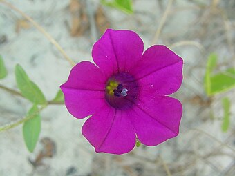 Петуния прибрежная (Petunia littoralis)